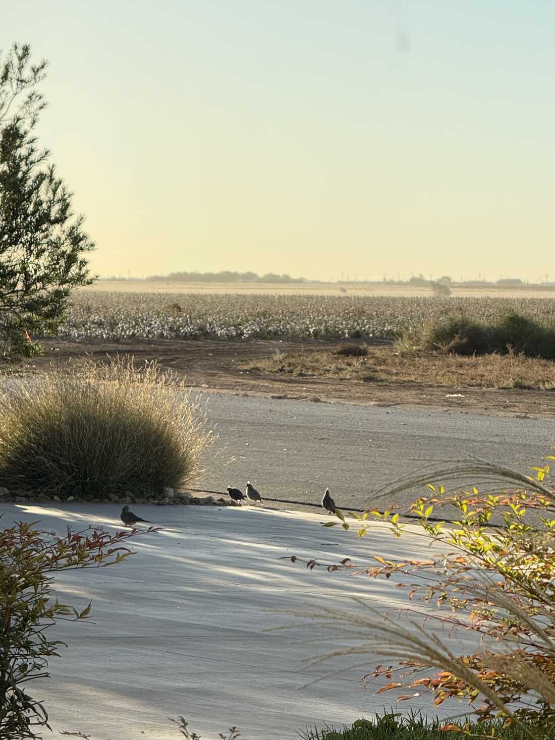Quail on the driveway at first light, cotton fields beyond