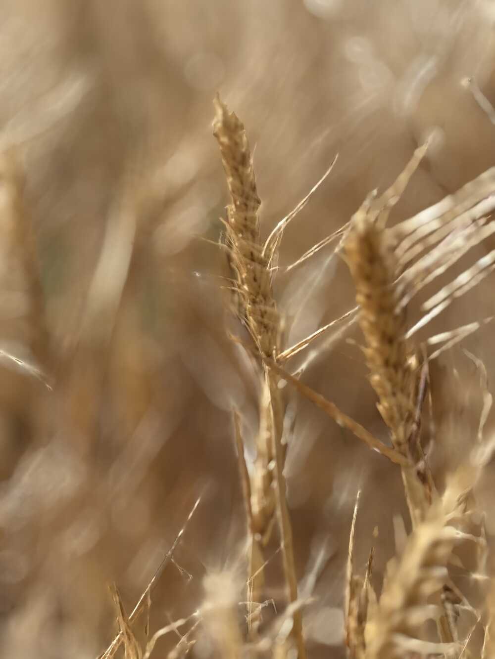 Wheat in golden light, close up