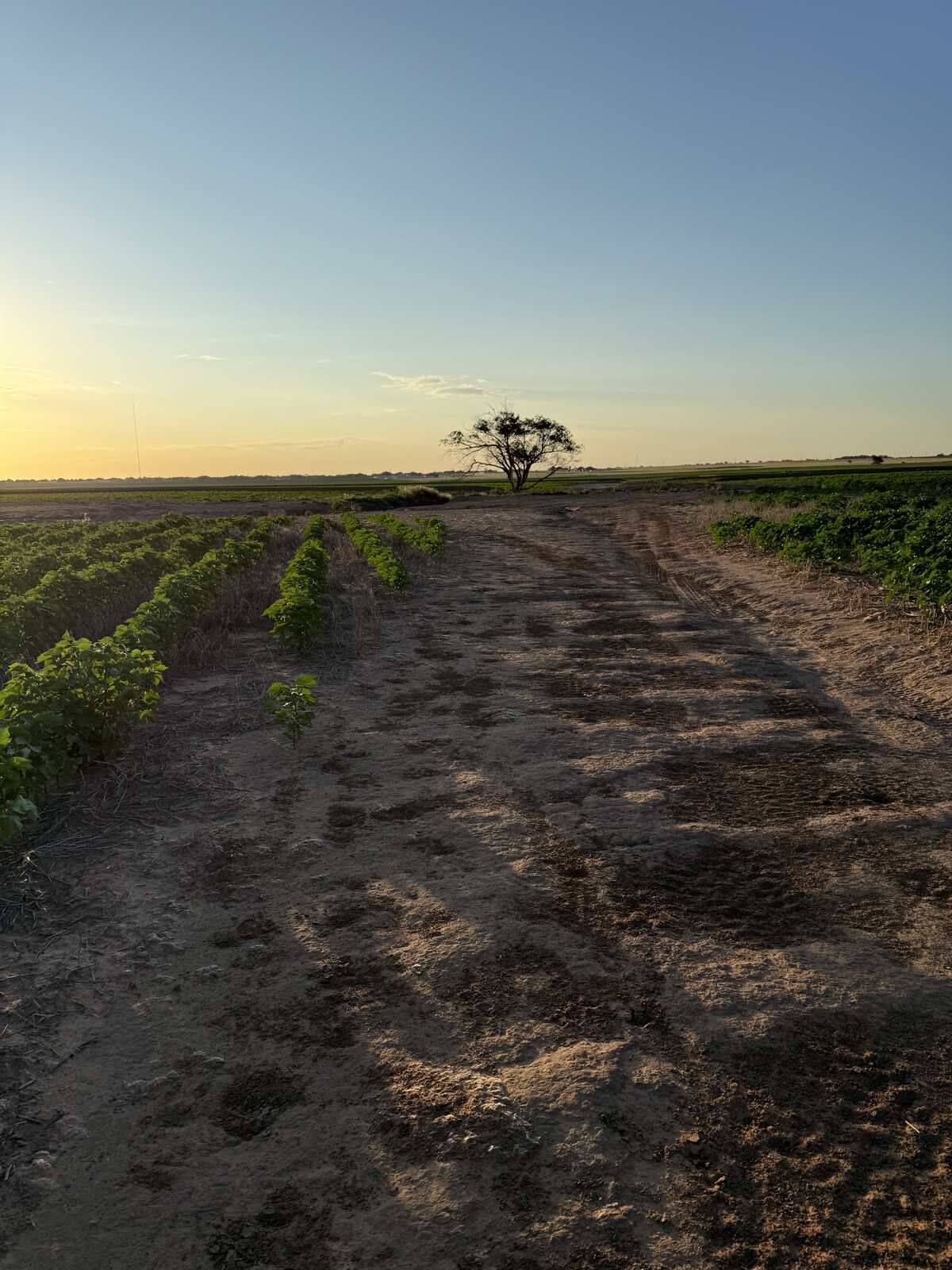 A dirt road between cotton fields at sunset near Lubbock, Texas, with a lone tree on the horizon