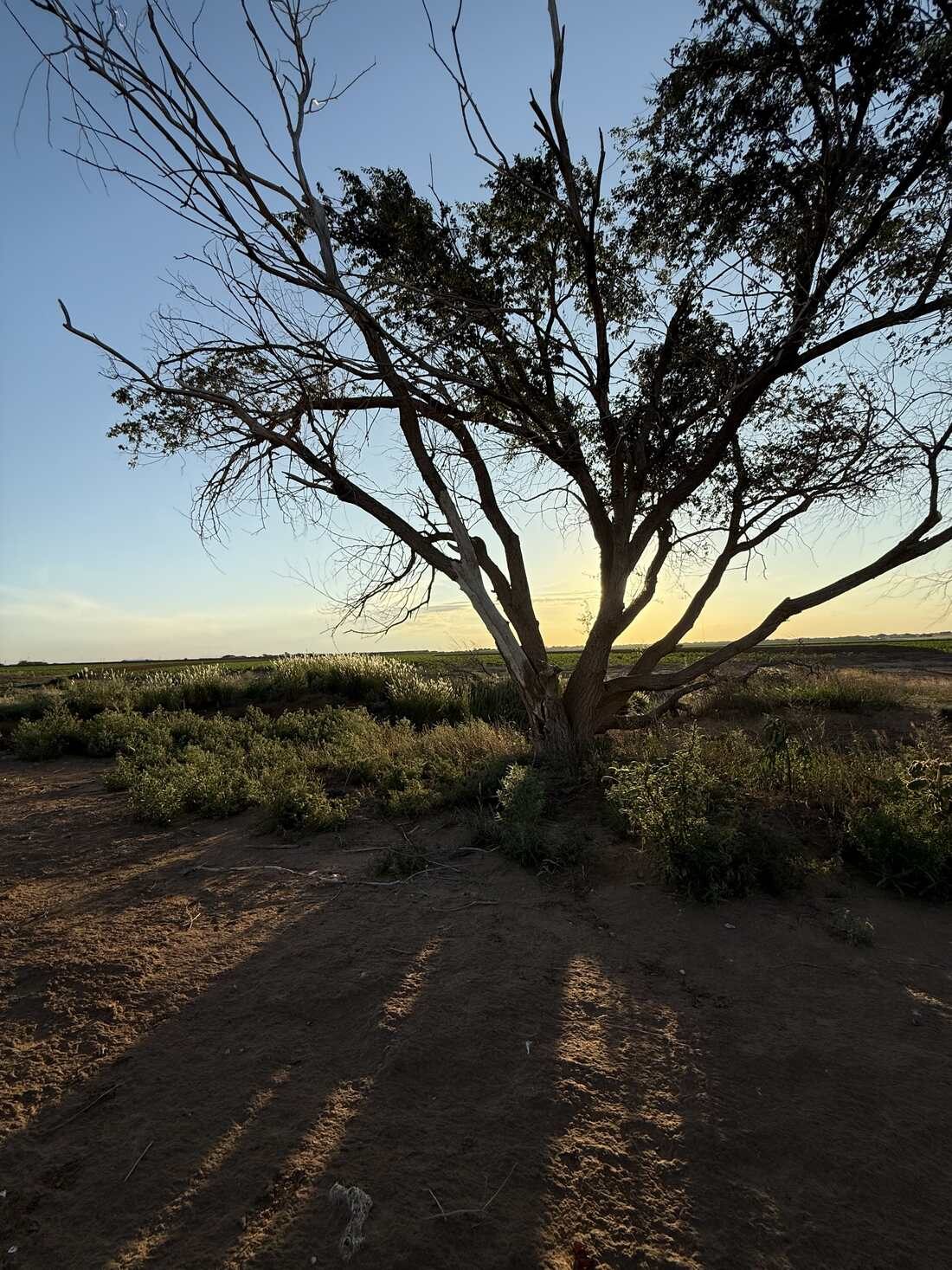 A lone tree at sunset on the West Texas plains