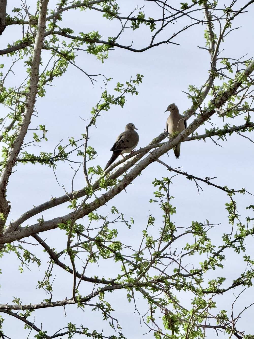 Two doves on a budding branch against a pale sky